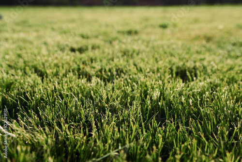 Close up view of the mown green grass at sunny daytime