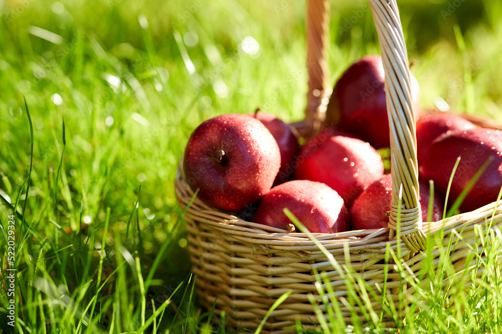 season, gardening and harvesting concept - red ripe apples in wicker basket on grass season, gardening and harvesting concept - red ripe apples in wicker basket on grass