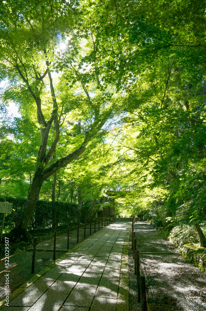 Summer green promenade at Komyo-ji Temple in Kyoto, Japan