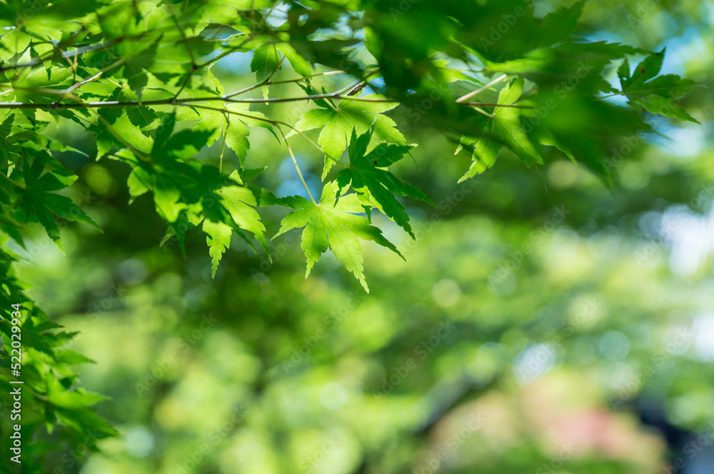 Vibrant maple leaves in midsummer at Komyo-ji Temple in Kyoto, Japan Vibrant maple leaves in midsummer at Komyo-ji Temple in Kyoto, Japan