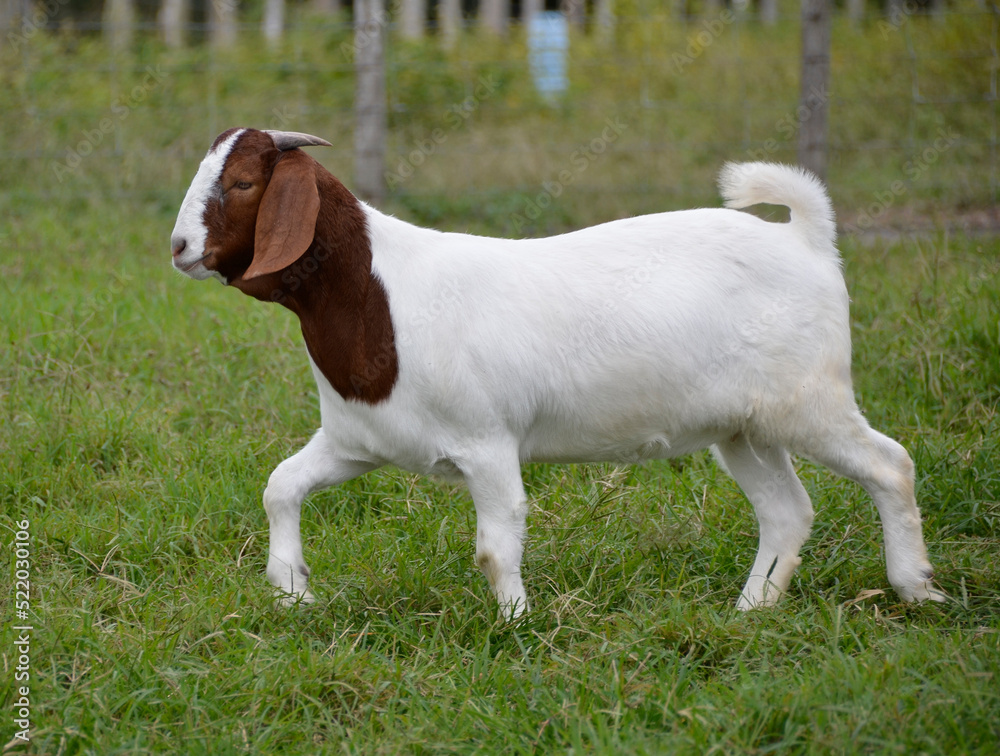 Female Boer goat walking in the green pastures of the farm