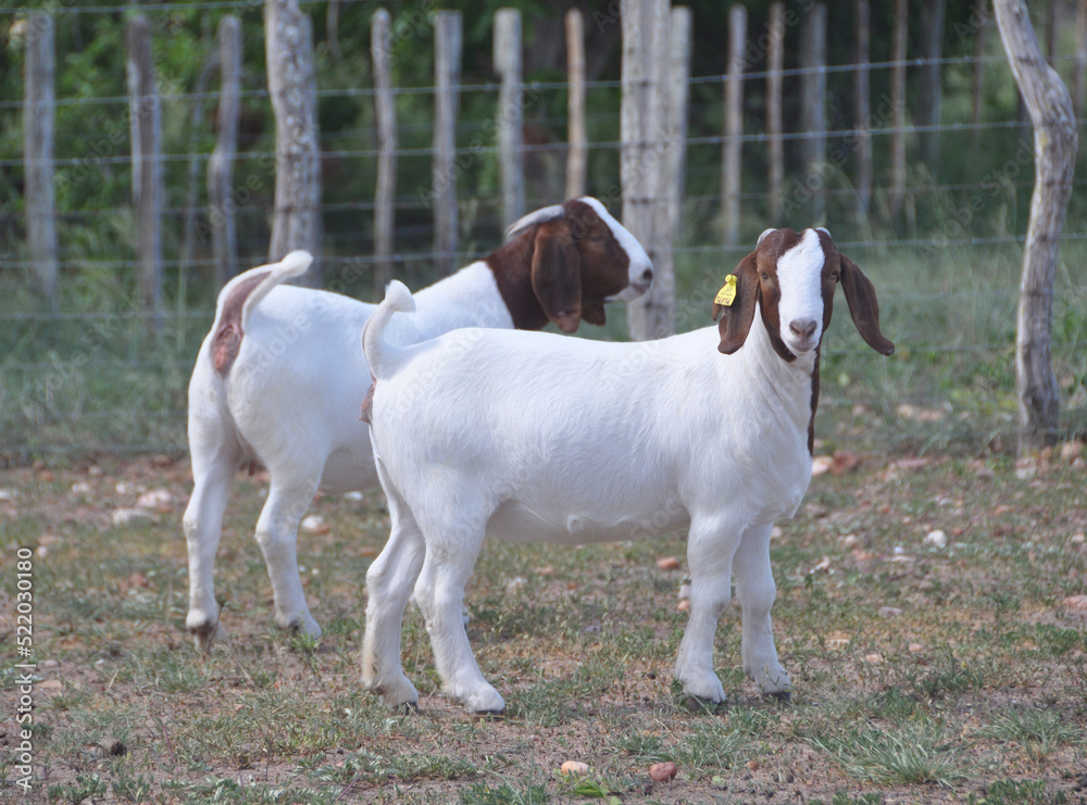 young female boer goats on the farm young female boer goats on the farm