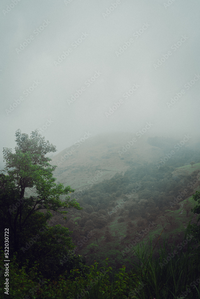 fog dense forest