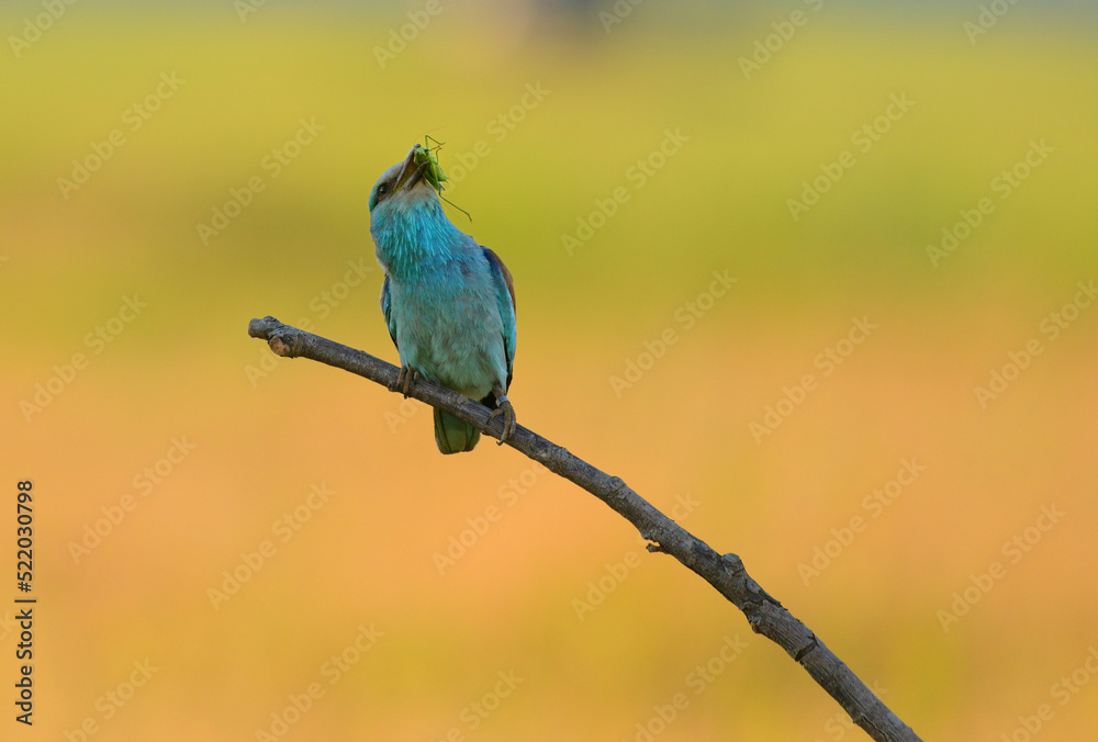 Fototapeta premium European roller - coracias garrulus colorful exotic bird