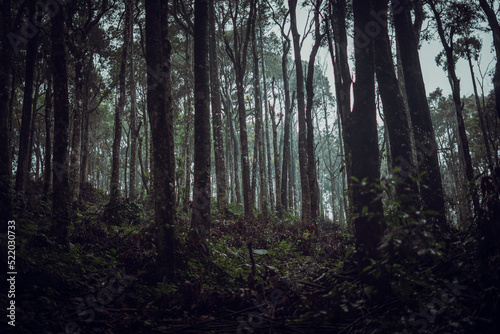 Fototapeta Naklejka Na Ścianę i Meble -  fog dense forest