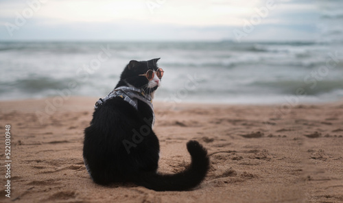 Photography cat wearing sunglasses sitting on the beach with copy space