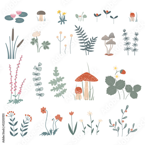 Forest herbs and flowers, floral elements set. Vector doodle hand drawn plants and mushrooms isolated design elements