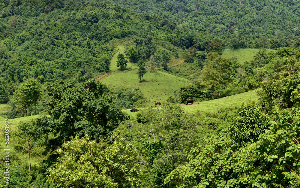 Green nature beautiful Landscape in forest Thailand