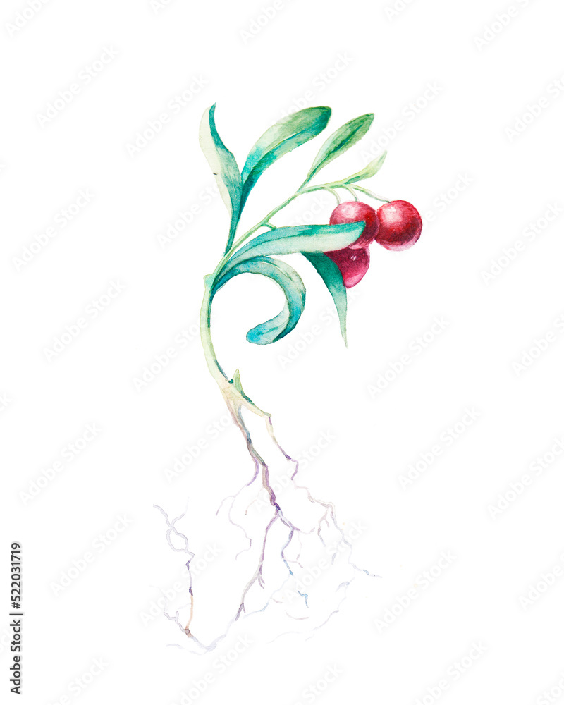 Fototapeta premium Berries plant botanical illustration hand painted with watercolor.