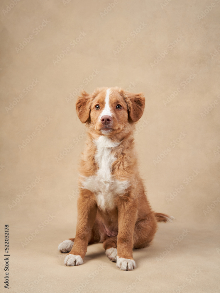 Nova Scotia duck retriever puppy on a beige background. Charming Dog in the studio. funny toller