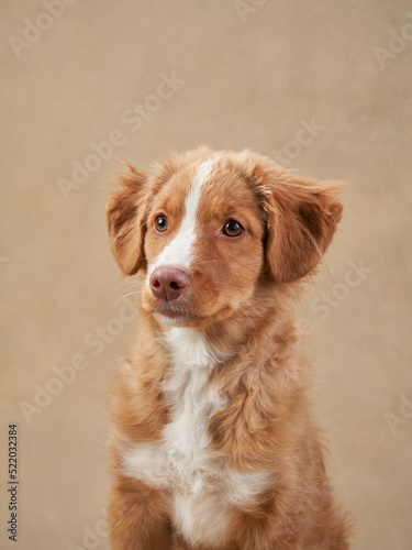 Nova Scotia duck retriever puppy on a beige background. Charming Dog in the studio. funny toller