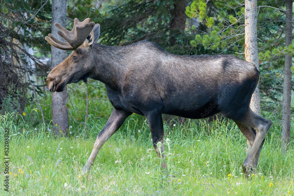 Moose in the Colorado Rocky Mountains Moose in the Colorado Rocky Mountains
