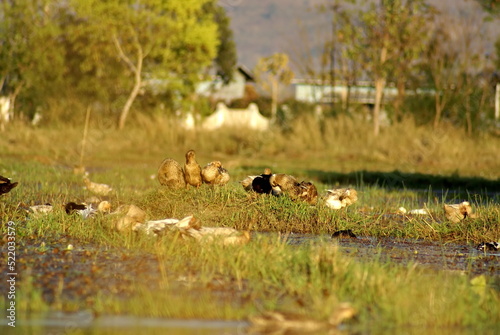 Flock of ducks by Inle Lake in Nyaungshwe, Myanmar