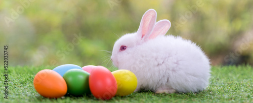 Adorable and cute new born rabbit. baby cute rabbit or new born adorable bunny. Easter Bunny.