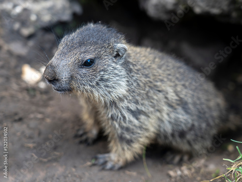Amazing close-up of a young marmot outside his burrow