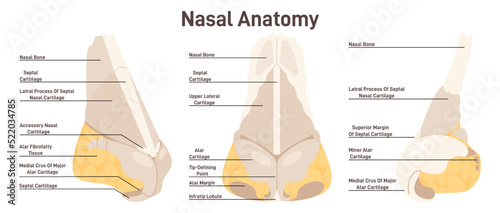 Nasal anatomy. Bones and cartilages structure of human nose
