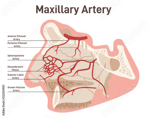 Head and face circulatory system. Anatomical diagram of maxillary artery