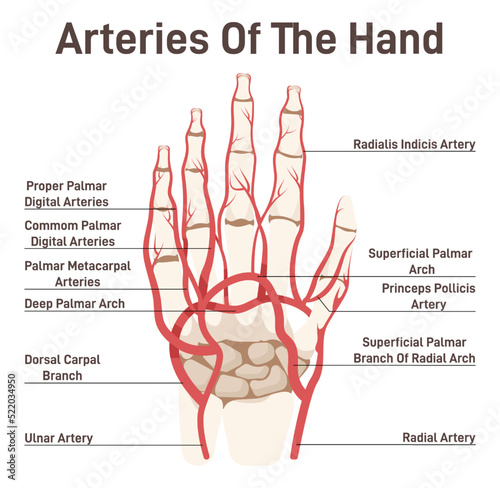 Hand circulatory system. Didactic scheme of palmar arch with captions.