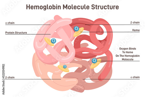 Hemoglobin molecule structure. Iron-containing oxygen-transport metalloprotein i photo