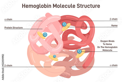Hemoglobin molecule structure. Iron-containing oxygen-transport metalloprotein i