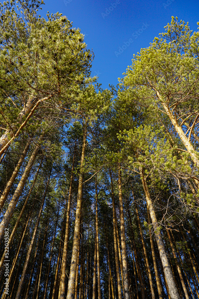 Fototapeta premium trees in the park