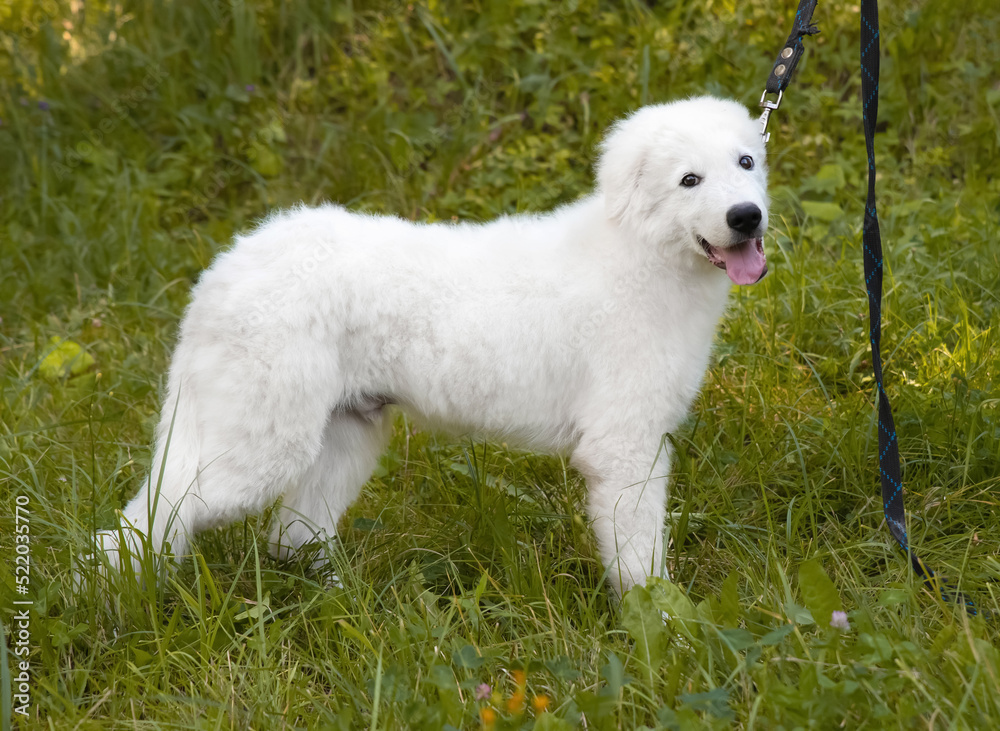 A large white Italian Shepherd puppy on a leash is standing in the grass