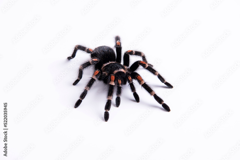 Brachypelma smithi (Syn. Brachypelma annitha) Mexican Red Knee Spider
