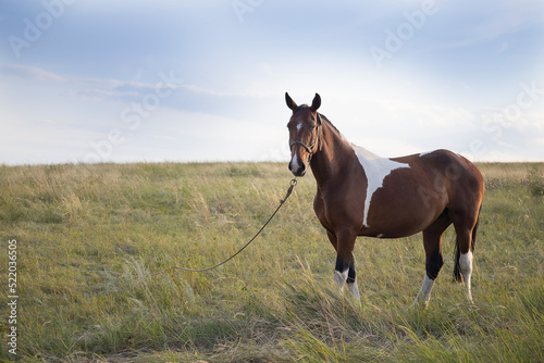 A young beautiful lonely horse of a dark bay color grazes and walks in a green meadow on a sunny day