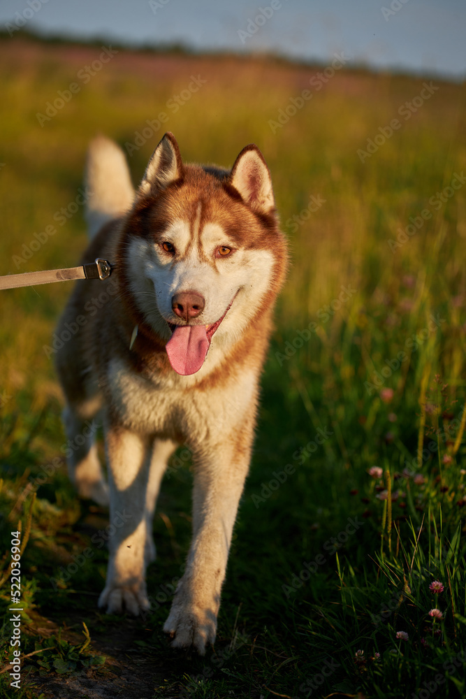 Happy smiling face of a red husky dog close-up Happy smiling face of a red husky dog close-up