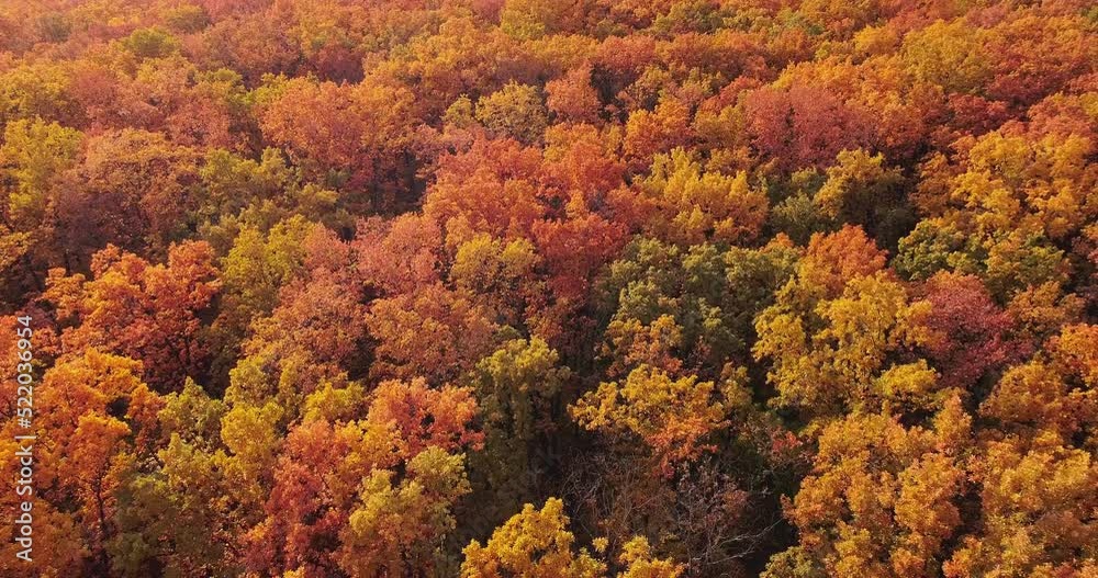 Autumn foliage aerial view. Fall nature scenery. October colors. Vibrant red orange yellow green forest trees on sunny day background from above. Autumn foliage aerial view. Fall nature scenery. October colors. Vibrant red orange yellow green forest trees on sunny day background from above.
