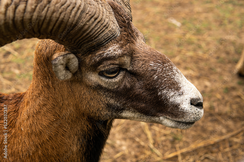 Fototapeta premium A ram with big horns in the nature reserve