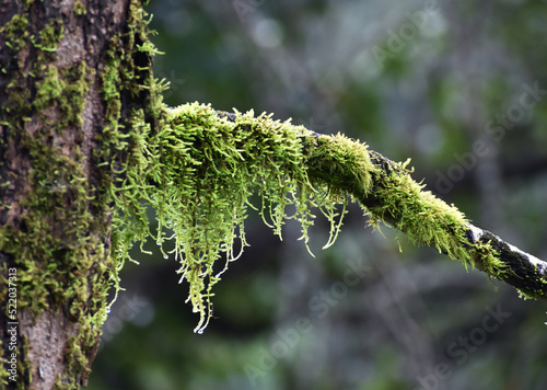moss on tree © manoj