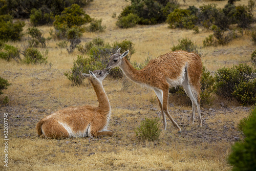 Pareja de guanacos (Lama guanicoe) en la patagonia.