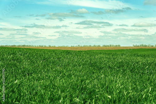 green earth. fields of Ukraine. grains. sky. grass
