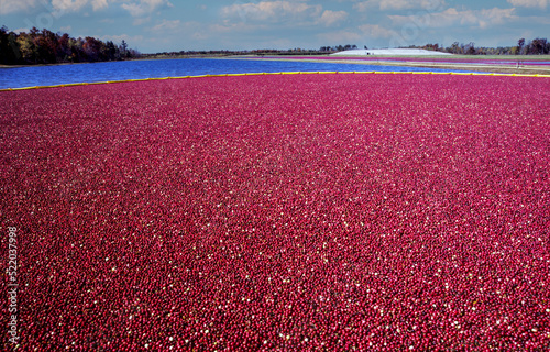 standing in a cranberry bog at harvest, Wisconsin