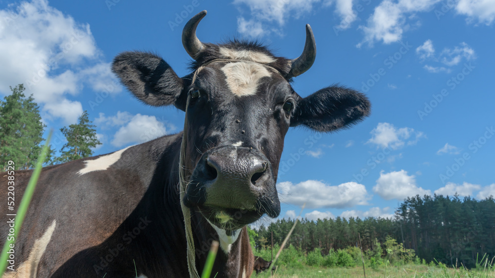 Open farm with dairy cattle on the field in countryside farm. Happy single cow on a pasture on blue sky background. Open farm with dairy cattle on the field in countryside farm. Happy single cow on a pasture on blue sky background.