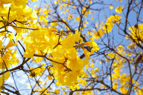 yellow ipe flower detail with blue sky and beginning of flowering photo