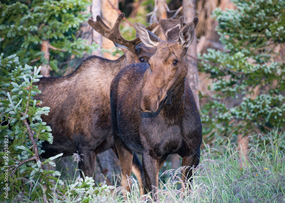 Fototapeta premium Bull and Cow Moose in the Colorado Rocky Mountains