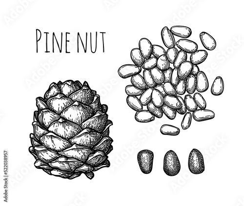 Pine nut cone and nuts.