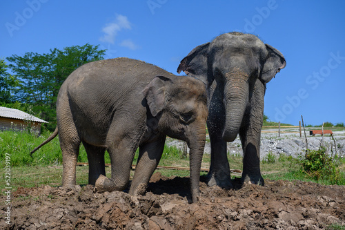 Canvas Print Two Asian elephants are standing in the mud under the bright sun against the blue sky