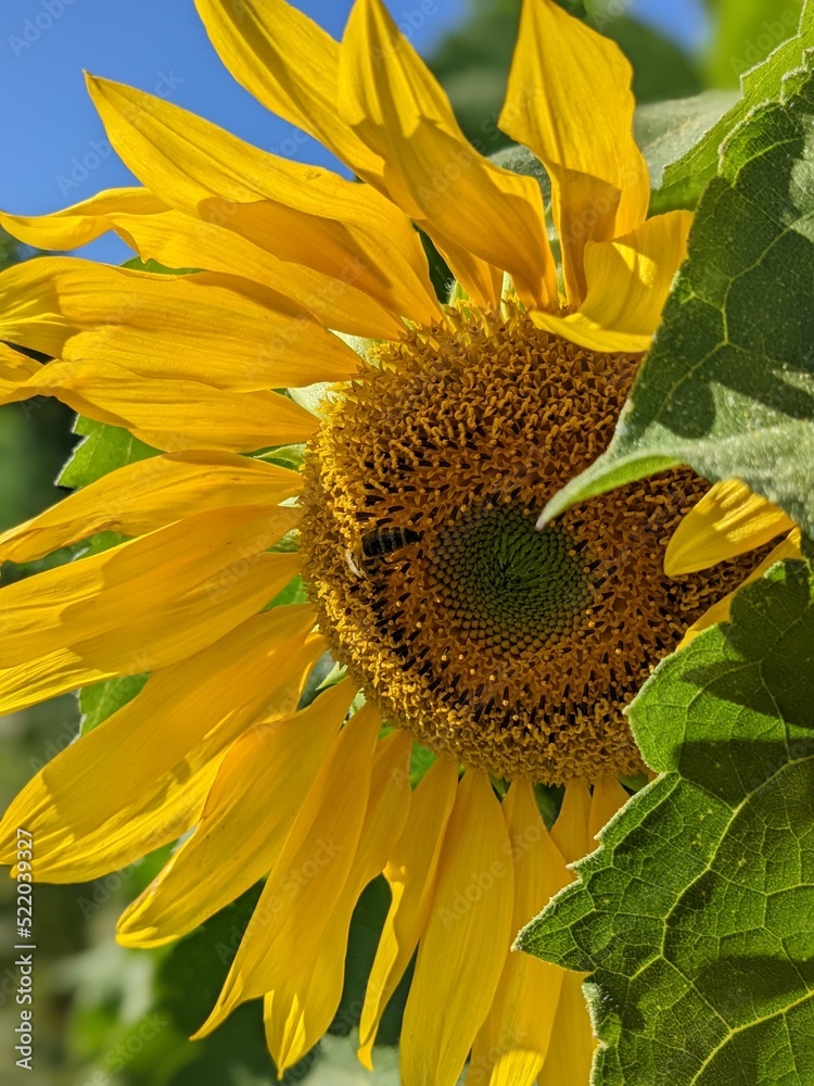 Sunflower and bee on the blue sky in the garden