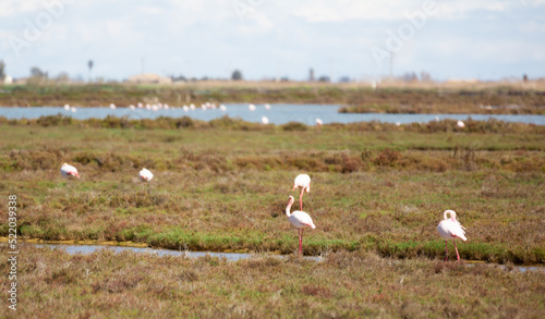 flamingo birds during migration at the mouth of the river © caftor
