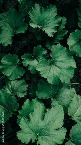 Green zucchini leaves as a background texture