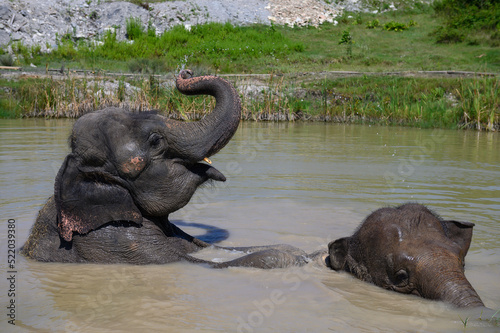 Two Asian elephants are having fun swimming in a pond on a sunny summer day. Portrait. Close-up.
