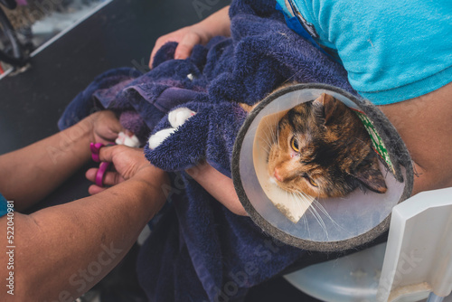 A pet groomer uses a pliers-style nail clipper to cut the claws of a sedated cat wearing an Elizabethan collar while another one holds her in place. Grooming service at a cat salon or vet clinic. photo