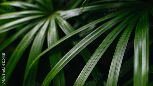 Rhapis excelsa  also known as  broadleaf lady palm  or  bamboo palm on natural dark background  selective focus.