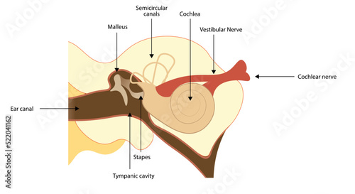 Anatomy of ear with strucutures with names. Cochlea, tympanic, malleus and stapes