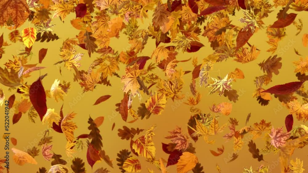 Lots of rapidly swirling and falling autumn leaves on a yellow background alpha included. 3d rendering. VJ loop.