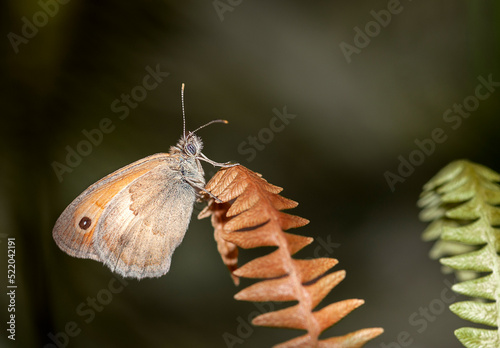 colorful little butterflies continue their generations in parks in the city photo