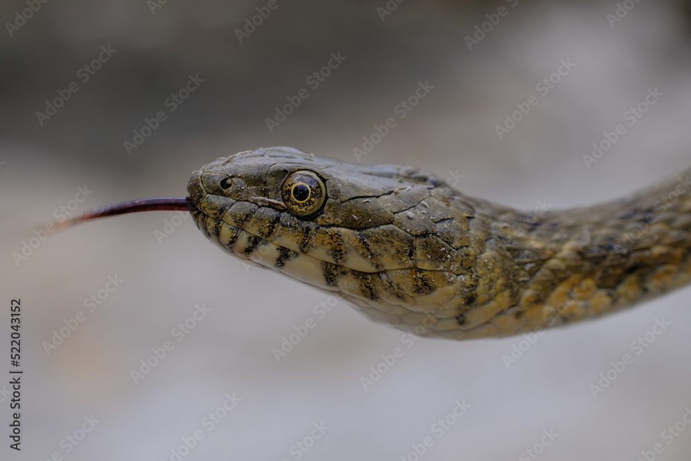 Fototapeta premium natrix tessellata thermoregulates itself